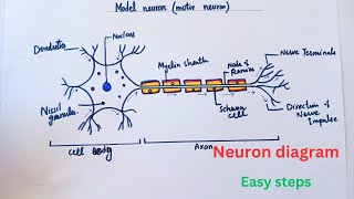 How to draw Neuron diagram Easily Step by Step [upl. by Poliard]