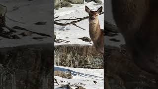 Wapiti Wonders Unveiling Surprising Insights About North Americas Majestic Elk [upl. by Derron]