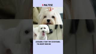 Top 10 Hypoallergenic Dogs That Dont Shed [upl. by Duong]