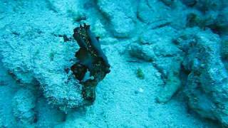 2 flatworms mating underwater [upl. by Boj]