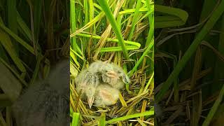 birds reviewbirdnest birdhome nature birdznest birdnest wildlife birdshelter birdsounds [upl. by Adnuahsor]