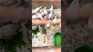 Finches eat green food time 🤩❤️youtube finchworld lovebirds shortvideo [upl. by Jochbed]