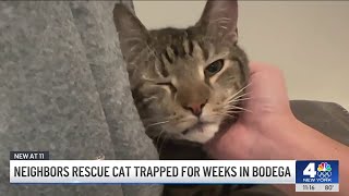 Bodega cat trapped for WEEKS finally rescued by neighbors  NBC New Yorks [upl. by Ahset]