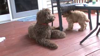 Labradoodle Puppy Play [upl. by Abehs354]