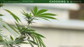 Choosing Your Strain  Beginner Marijuana Growing  Strains  Indica VS Sativa  1 [upl. by Sanford]