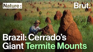 Brazil Cerrados Giant Termite Mounts [upl. by Terpstra285]