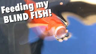 Feeding my BLIND GOLDFISH FISH DIY Hang on Back Modification [upl. by Rochemont417]