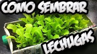 Como Sembrar Lechugas Con Exito  El Semillero  La Huertina De Toni [upl. by Notsreik]