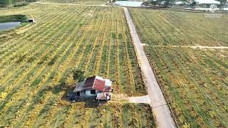 Plantations International  Lao Khwan Mango Plantation [upl. by Spiegel]