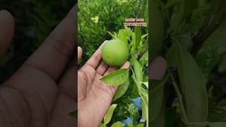 Bari 1 Malta fruits plants 🍋all plants available order now shorts shortvideo [upl. by Sharleen]