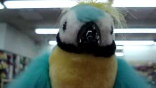 Foul mouth parrot at Vegas gift shop [upl. by Nett]