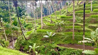 Tegalalang Rice Fields [upl. by Suqram]