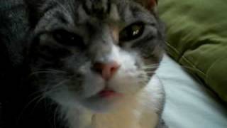 Niesende Katze  Sneezing Cat [upl. by Yajet]