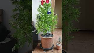 눈꽃 율마무늬 율마 키워보세요 How to Grow Wilma Goldcrest Cypress 눈꽃율마 무늬율마 [upl. by Windsor]