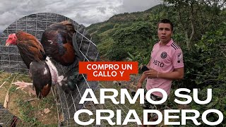 Con un solo gallo fino a ganado 3 pollones CRIADERO BEMBA GALPON CONEJO [upl. by Almira]