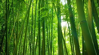 Bamboo Forest Wind Sounds  White Noise for Studying Sleeping Relaxation  10 Hours [upl. by Budworth]