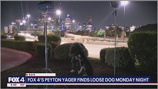 Loose dog walks up to FOX 4 reporter after owner abandoned him [upl. by Brigg22]