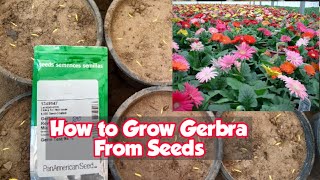 How To Grow Gerbera From Seeds For Free  FULL INFORMATION [upl. by Enilrem]