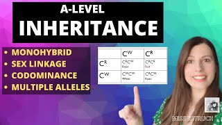 A2 Biology  monohybrid inheritance [upl. by Bolme]