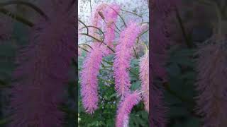 Japanese Burnet Sanguisorba hakusanensis ‘Lilac Squirrel’  Observed in Description [upl. by Jan]