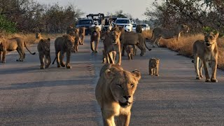 Biggest roadblock in Africa Kruger National Park [upl. by Hgeilhsa219]