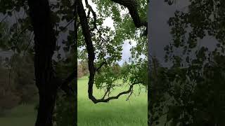 Wind Blowing through The Cottonwoods at Ingalls Family Homestead [upl. by Eniamart]