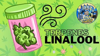 Terpenos Linalool [upl. by Nanaek12]