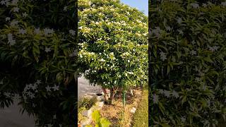 Beautiful Chandni Tree In My gardennature youtube shorts [upl. by Kenwood777]