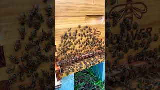 Washboarding beekeeping homesteading washboard [upl. by Olraced]