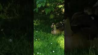 Discovering Cute Ducks In Bad Hersfelds Scenic Pond Germany teich ponds nature ducks enten [upl. by Atinus]