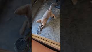 Adorable Coyote Puppy Pet Playing  And Jumping [upl. by Olim]