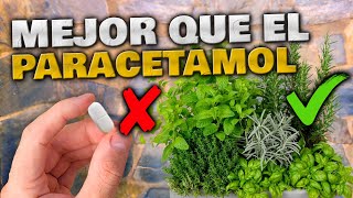 PLANTAS MÁS POTENTES que el PARACETAMOL  Alternativa Natural  Cómo usarlas y Cultivarlas en Jardin [upl. by Guise]