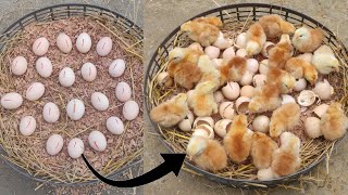 how to hatch eggs at home without incubator  amazing eggs hatching without incubator [upl. by Ailehs587]