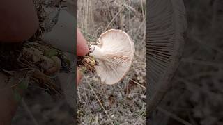 Présentation  La Pleurote du Panicaut Pleurotus Eryngii mushroom cepes nature fungi aveyron [upl. by Mian947]