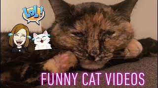 My Tortie Trio Funny Cat Videos Compilation [upl. by Jaal]