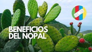 BENEFICIOS DEL NOPAL [upl. by Esra]