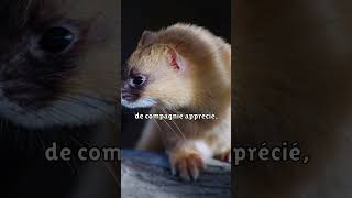 Concernant le furet quot ferret furet animallover pets [upl. by Fugate]