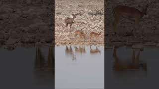 Springboks and a Kudu at Etosha National Park Namibia [upl. by Anerdna]