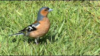 Chaffinch Bird Call bird Song [upl. by Pilif]