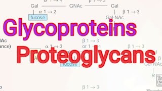 Glycoproteins Proteoglycans Biochemistry [upl. by Nofets319]