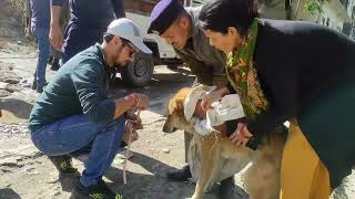 Caught 10 stray dogs kavilkirti kinnaur doglover peepalfarm [upl. by Clayson584]