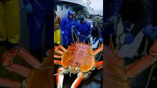 Fishermen Catch Giant Crab Massive Sea Creature Caught on Camera [upl. by Lewie]