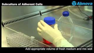 Subculture of Adherent Cells [upl. by Maxim]