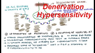 Denervation Hypersensetivity of Muscle [upl. by Meurer]