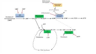 Pyrimidine Synthesis and Salvage Pathway [upl. by Geanine985]