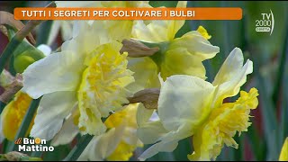 Di Buon Mattino Tv2000  Narcisi tulipani e dalie fioriscono i bulbi di primavera [upl. by O'Shee]