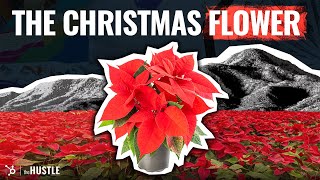 Why Poinsettia Flowers Are Popular During The Christmas Season [upl. by Cox]