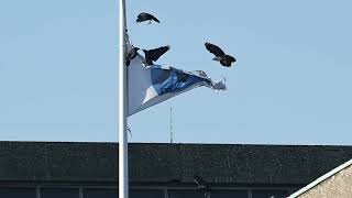 24 Oktober 2024 Kauwtjes vallen vlag aan [upl. by Castor]