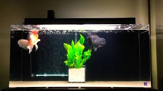 30 Gallon oranda goldfish tank [upl. by Etnuhs]