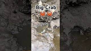 Amazing Catch Huge Mud Crabs at Swamp after Water Low Tide FindCrab CatchCrab AmazingFishing [upl. by Kevin297]